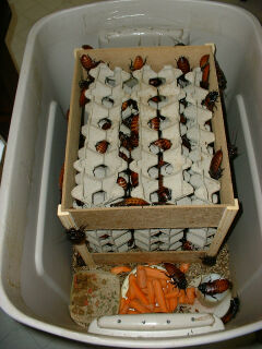 Альтернатива пухнастикам: топ-8 екзотичних улюбленців, які можуть налякати гостей